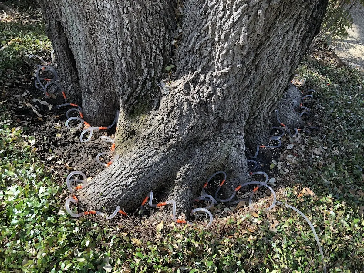 Detailed Tree Cabling and Bracing job site in Glen Ullin